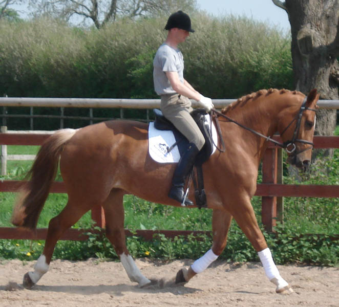 KWPN Dutch Warmblood